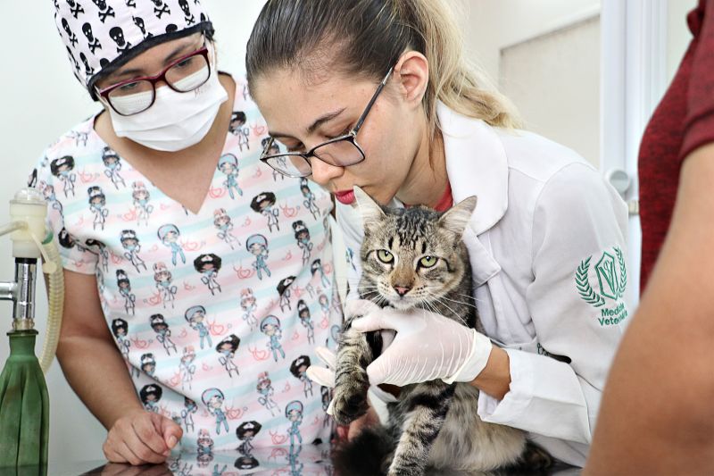 AÇÃO CASTRA MÓVEL <div class='credito_fotos'>Foto: Márcio Souza &nbsp;&nbsp;|&nbsp;&nbsp; <a href='/midias/2023/originais/7701_10cc179e-d579-365b-476c-f01381a050d7.jpg' download><i class='fa-solid fa-download'></i> Download</a></div>