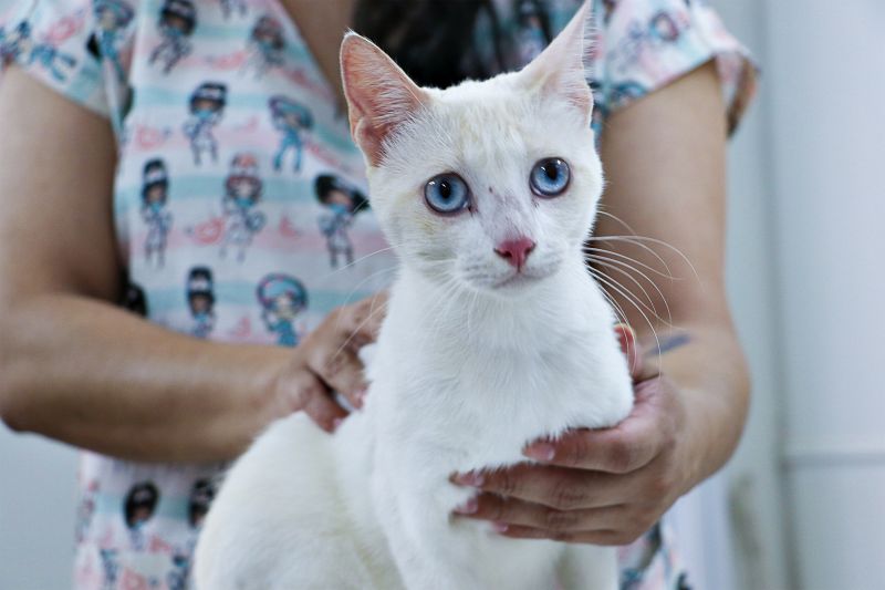 AÇÃO CASTRA MÓVEL <div class='credito_fotos'>Foto: Márcio Souza &nbsp;&nbsp;|&nbsp;&nbsp; <a href='/midias/2023/originais/7701_2ebb6bde-eca1-a54a-598e-03495fa5769c.jpg' download><i class='fa-solid fa-download'></i> Download</a></div>