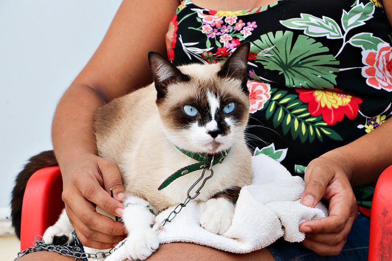 AÇÃO CASTRA MÓVEL <div class='credito_fotos'>Foto: Márcio Souza &nbsp;&nbsp;|&nbsp;&nbsp; <a href='/midias/2023/originais/7701_a95ae454-81d8-fbed-6d1f-ad60202921f9.jpg' download><i class='fa-solid fa-download'></i> Download</a></div>