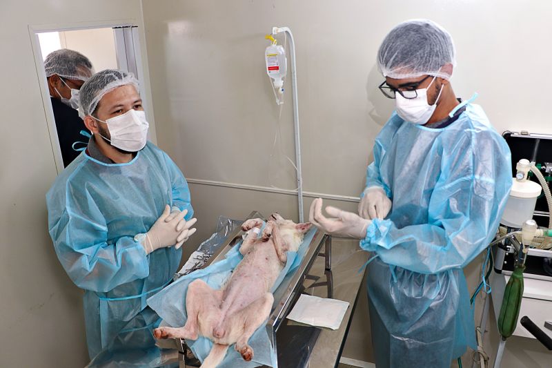 Ação Castra Móvel St Dumont 2 <div class='credito_fotos'>Foto: Márcio Souza &nbsp;&nbsp;|&nbsp;&nbsp; <a href='/midias/2024/originais/7755_2ade6246-689c-4f24-7118-3702aec11716.jpg' download><i class='fa-solid fa-download'></i> Download</a></div>