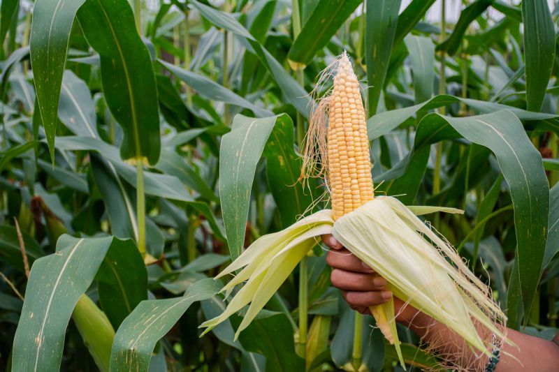  <div class='credito_fotos'>Foto: Karla Reis &nbsp;&nbsp;|&nbsp;&nbsp; <a href='/midias/2024/originais/7815_25d6e98c-81ae-6a24-edd5-a5f609bd1297.jpg' download><i class='fa-solid fa-download'></i> Download</a></div>