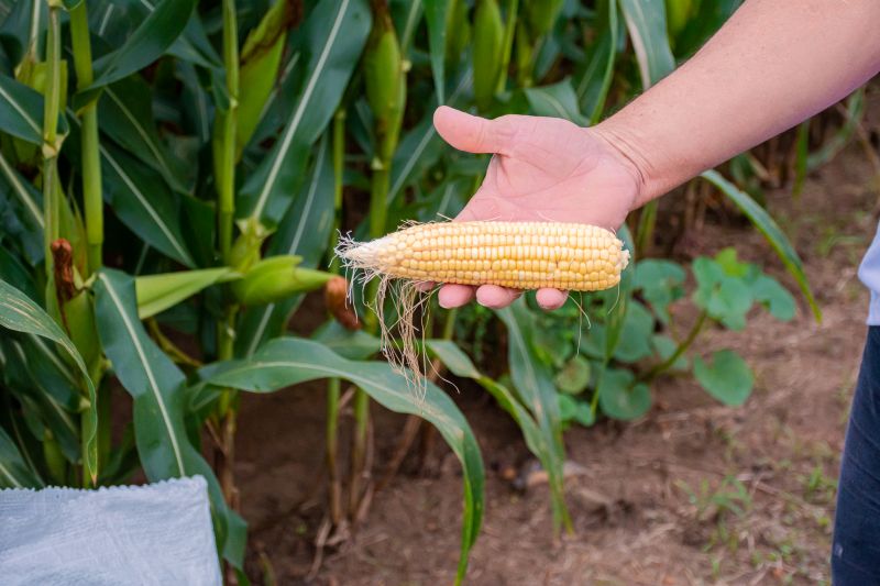  <div class='credito_fotos'>Foto: Karla Reis &nbsp;&nbsp;|&nbsp;&nbsp; <a href='/midias/2024/originais/7815_81131637-ef9b-4d00-dfab-baf41ca062a0.jpg' download><i class='fa-solid fa-download'></i> Download</a></div>