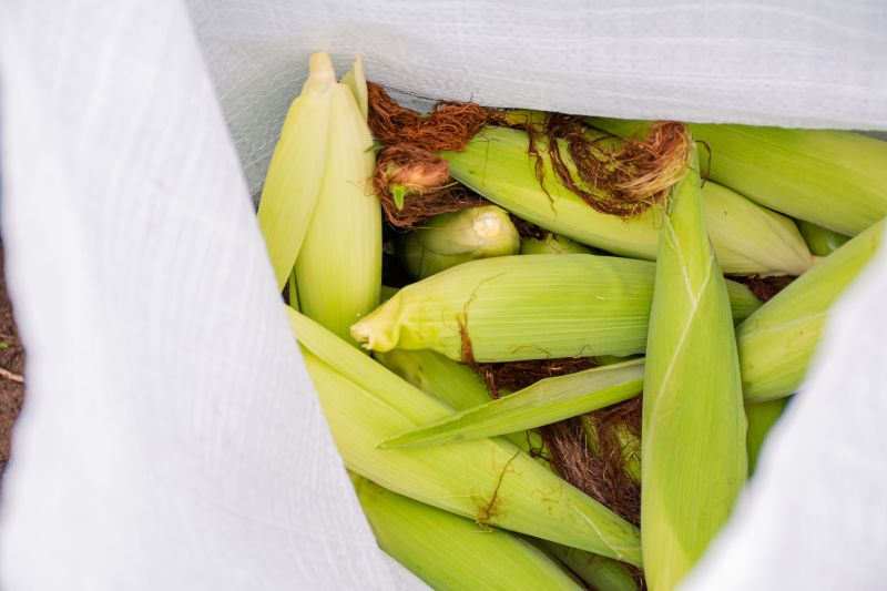  <div class='credito_fotos'>Foto: Karla Reis &nbsp;&nbsp;|&nbsp;&nbsp; <a href='/midias/2024/originais/7815_c689e1e5-0bc4-c7b8-03f6-2da798d6b4eb.jpg' download><i class='fa-solid fa-download'></i> Download</a></div>