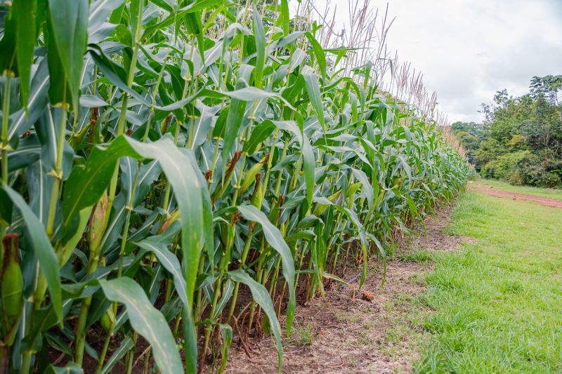  <div class='credito_fotos'>Foto: Karla Reis &nbsp;&nbsp;|&nbsp;&nbsp; <a href='/midias/2024/originais/7815_d7beb967-1d4a-0e60-f914-314da9038427.jpg' download><i class='fa-solid fa-download'></i> Download</a></div>