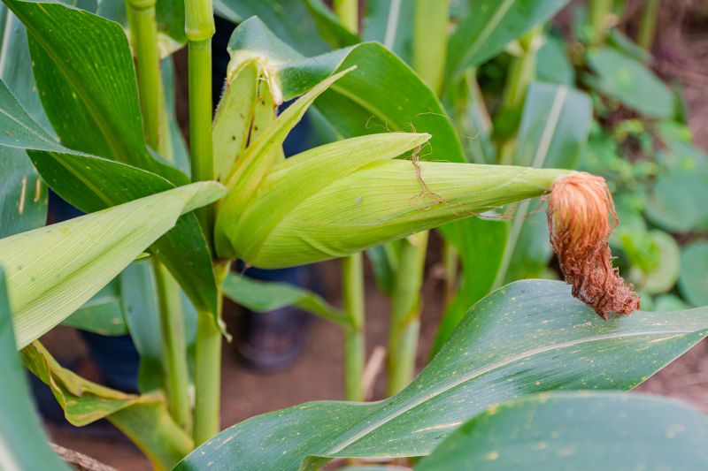  <div class='credito_fotos'>Foto: Karla Reis &nbsp;&nbsp;|&nbsp;&nbsp; <a href='/midias/2024/originais/7815_f9a2e9a9-21d0-269d-7d0e-7cabde2dc573.jpg' download><i class='fa-solid fa-download'></i> Download</a></div>