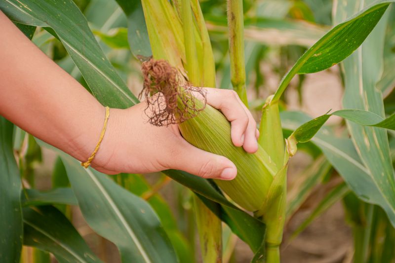  <div class='credito_fotos'>Foto: Karla Reis &nbsp;&nbsp;|&nbsp;&nbsp; <a href='/midias/2024/originais/7818_bceb8bab-5287-3dcf-80e8-40ff73eff9b2.jpg' download><i class='fa-solid fa-download'></i> Download</a></div>