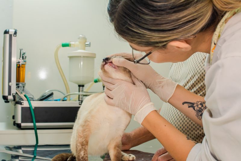  <div class='credito_fotos'>Foto: Karla Reis &nbsp;&nbsp;|&nbsp;&nbsp; <a href='/midias/2024/originais/7821_8b046dce-87b9-aaef-e023-455bbf1cb2c3.jpg' download><i class='fa-solid fa-download'></i> Download</a></div>