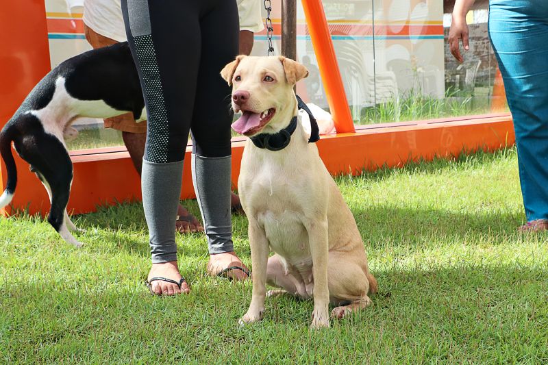 Açao Castra Móvel em Sta Maria <div class='credito_fotos'>Foto: Márcio Souza &nbsp;&nbsp;|&nbsp;&nbsp; <a href='/midias/2024/originais/7893_de105606-b1df-055c-f623-c775b04edb87.jpg' download><i class='fa-solid fa-download'></i> Download</a></div>