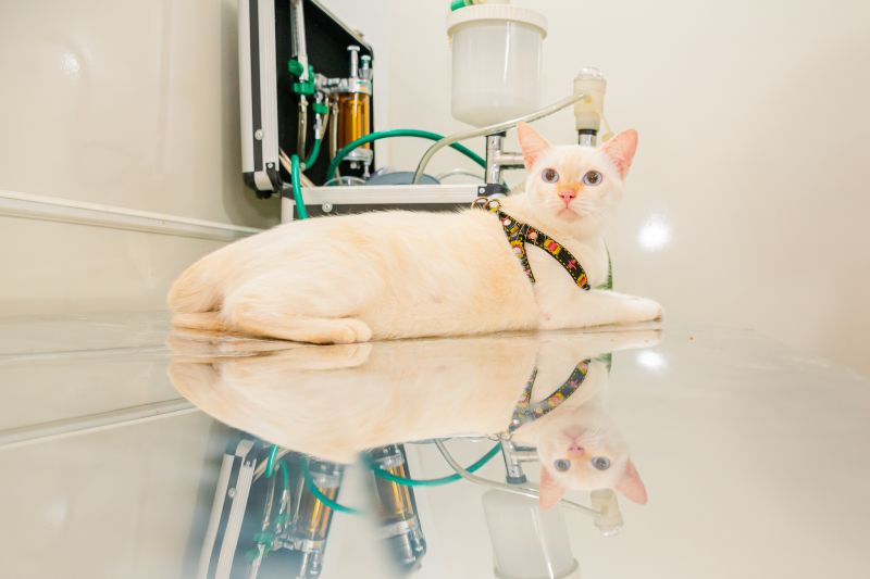  <div class='credito_fotos'>Foto: Karla Reis &nbsp;&nbsp;|&nbsp;&nbsp; <a href='/midias/2024/originais/7895_f0c0ff0b-2262-ae21-38cb-691e60889a7c.jpg' download><i class='fa-solid fa-download'></i> Download</a></div>