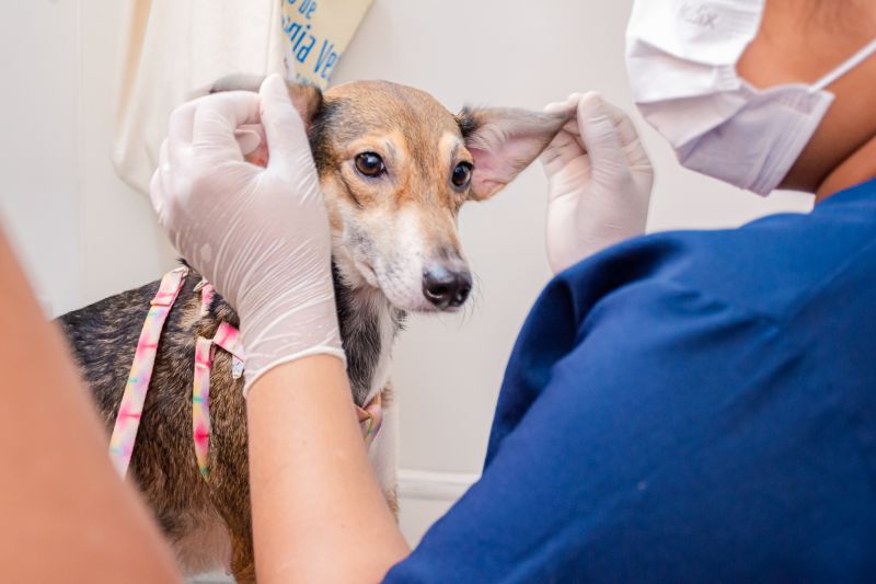  <div class='credito_fotos'>Foto: Karla Reis &nbsp;&nbsp;|&nbsp;&nbsp; <a href='/midias/2024/originais/7933_0798fbbd-2945-36ef-e718-5bc86e3d12a4.jpg' download><i class='fa-solid fa-download'></i> Download</a></div>