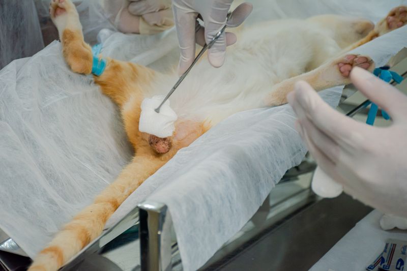  <div class='credito_fotos'>Foto: Karla Reis &nbsp;&nbsp;|&nbsp;&nbsp; <a href='/midias/2024/originais/7937_d8a657eb-0b6b-37c3-5293-0ddf9bf2d658.jpg' download><i class='fa-solid fa-download'></i> Download</a></div>