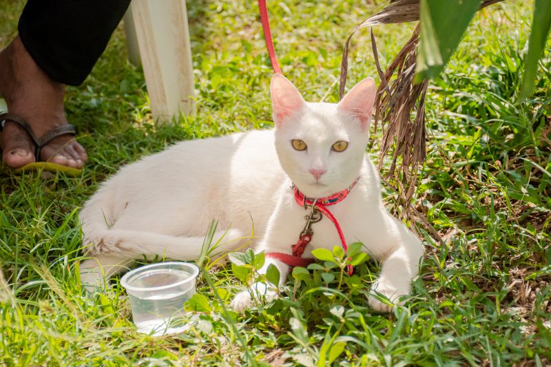  <div class='credito_fotos'>Foto: Karla Reis &nbsp;&nbsp;|&nbsp;&nbsp; <a href='/midias/2024/originais/8021_6f3c7c6b-64d7-221c-8604-3931523536a9.jpg' download><i class='fa-solid fa-download'></i> Download</a></div>