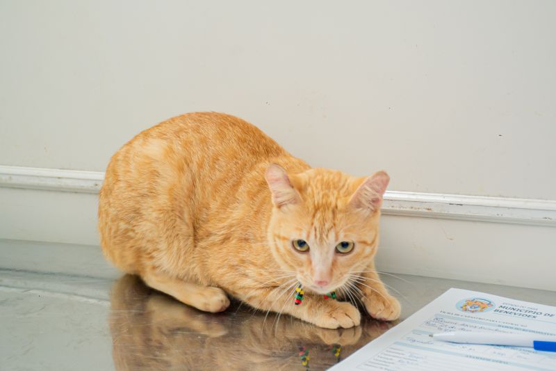  <div class='credito_fotos'>Foto: Karla Reis &nbsp;&nbsp;|&nbsp;&nbsp; <a href='/midias/2024/originais/8021_9cfaefcc-8e0f-92e6-84e3-61c98e0fa32a.jpg' download><i class='fa-solid fa-download'></i> Download</a></div>