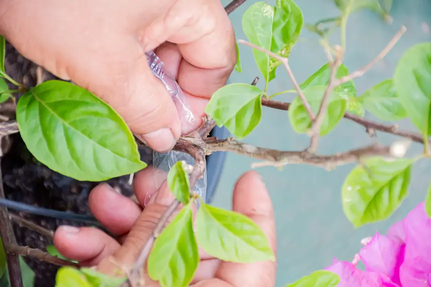  <div class='credito_fotos'>Foto:  &nbsp;&nbsp;|&nbsp;&nbsp; <a href='/midias/2025/originais/20251205144205-GF00009230-F00107767.webp' download><i class='fa-solid fa-download'></i> Download</a></div>