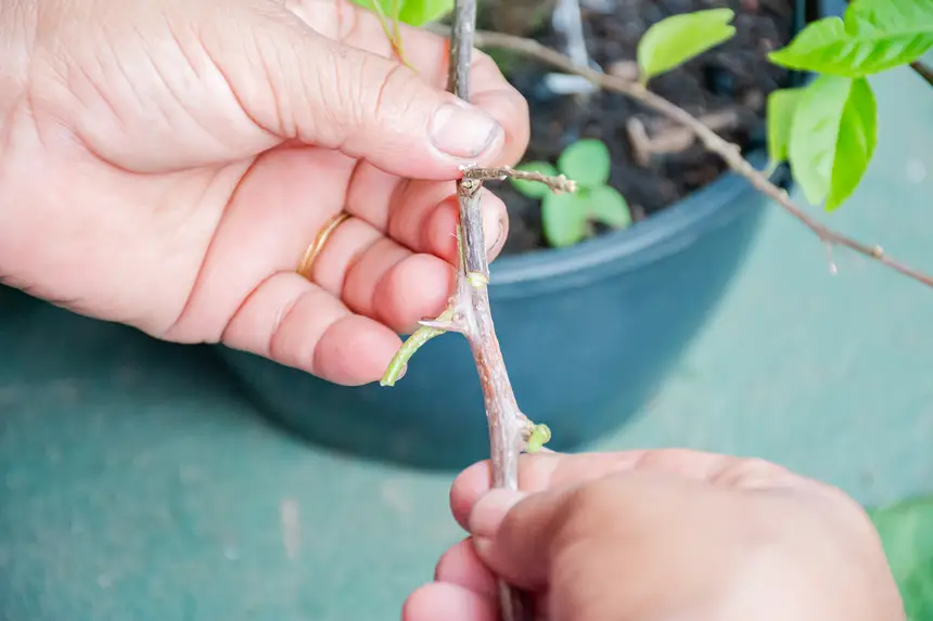  <div class='credito_fotos'>Foto:  &nbsp;&nbsp;|&nbsp;&nbsp; <a href='/midias/2025/originais/20251205144208-GF00009230-F00107769.webp' download><i class='fa-solid fa-download'></i> Download</a></div>