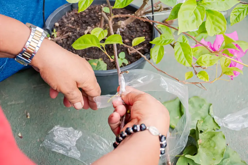  <div class='credito_fotos'>Foto:  &nbsp;&nbsp;|&nbsp;&nbsp; <a href='/midias/2025/originais/20251205144210-GF00009230-F00107771.webp' download><i class='fa-solid fa-download'></i> Download</a></div>