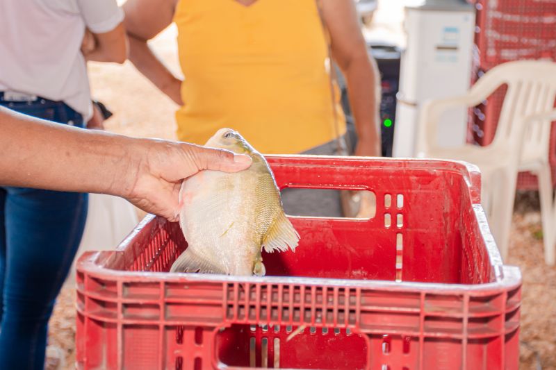  <div class='credito_fotos'>Foto: Karla Reis &nbsp;&nbsp;|&nbsp;&nbsp; <a href='/midias/2025/originais/8039_99fc65b0-f08e-7989-f8c9-d86a1c44bfef.jpg' download><i class='fa-solid fa-download'></i> Download</a></div>