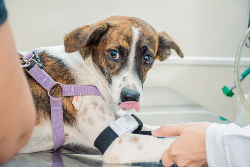  <div class='credito_fotos'>Foto: Karla Reis &nbsp;&nbsp;|&nbsp;&nbsp; <a href='/midias/2025/originais/8040_60f200c7-aef0-1bcb-6b82-1e4c1574df1c.jpg' download><i class='fa-solid fa-download'></i> Download</a></div>