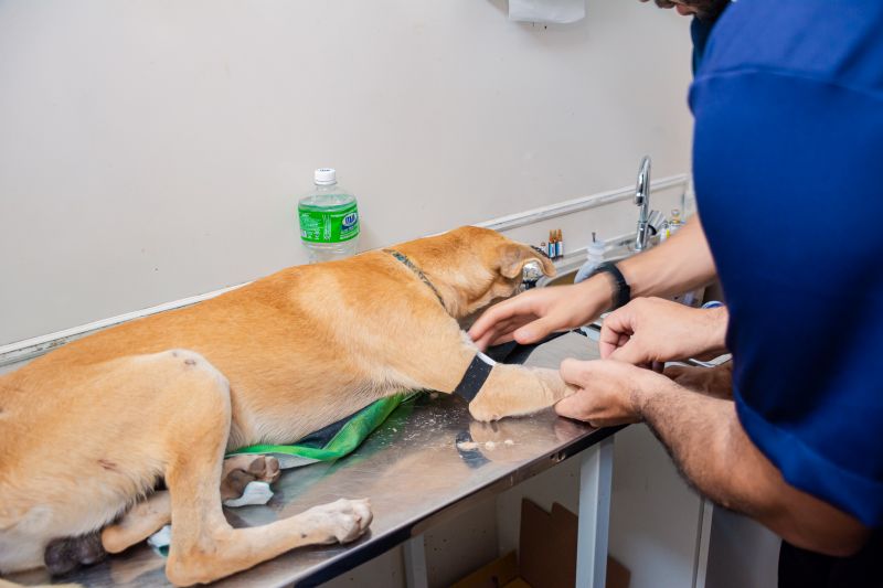  <div class='credito_fotos'>Foto: Karla Reis &nbsp;&nbsp;|&nbsp;&nbsp; <a href='/midias/2025/originais/8063_e94770fc-4e40-33fd-ba39-212e607f7501.jpg' download><i class='fa-solid fa-download'></i> Download</a></div>