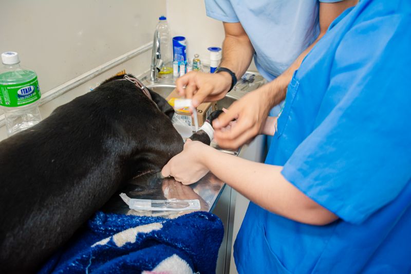  <div class='credito_fotos'>Foto: Karla Reis &nbsp;&nbsp;|&nbsp;&nbsp; <a href='/midias/2025/originais/8087_01aa9b51-8f67-d9de-5b2f-90c92841cfc7.jpg' download><i class='fa-solid fa-download'></i> Download</a></div>