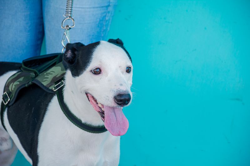  <div class='credito_fotos'>Foto: Karla Reis &nbsp;&nbsp;|&nbsp;&nbsp; <a href='/midias/2025/originais/9137_f19c2e44-28a3-92a0-118b-1e2972478969.jpg' download><i class='fa-solid fa-download'></i> Download</a></div>