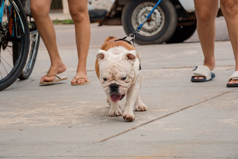  <div class='credito_fotos'>Foto: Karla Reis &nbsp;&nbsp;|&nbsp;&nbsp; <a href='/midias/2025/originais/9189_0ebafc1e-cb44-b021-53f9-a8c1679aa747.jpg' download><i class='fa-solid fa-download'></i> Download</a></div>