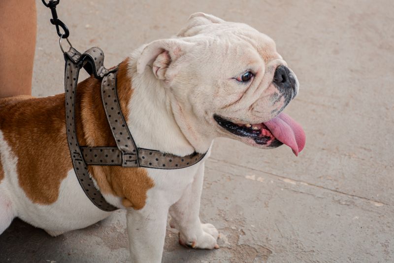  <div class='credito_fotos'>Foto: Karla Reis &nbsp;&nbsp;|&nbsp;&nbsp; <a href='/midias/2025/originais/9189_3374df80-5f36-5e17-2db7-af129f804e83.jpg' download><i class='fa-solid fa-download'></i> Download</a></div>