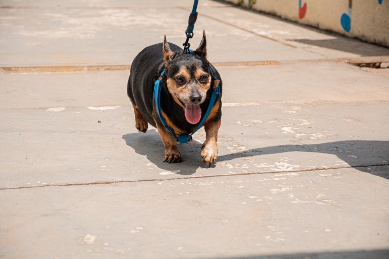  <div class='credito_fotos'>Foto: Karla Reis &nbsp;&nbsp;|&nbsp;&nbsp; <a href='/midias/2025/originais/9189_8bbce06a-9de4-2778-6bec-4a0fc487e1f3.jpg' download><i class='fa-solid fa-download'></i> Download</a></div>