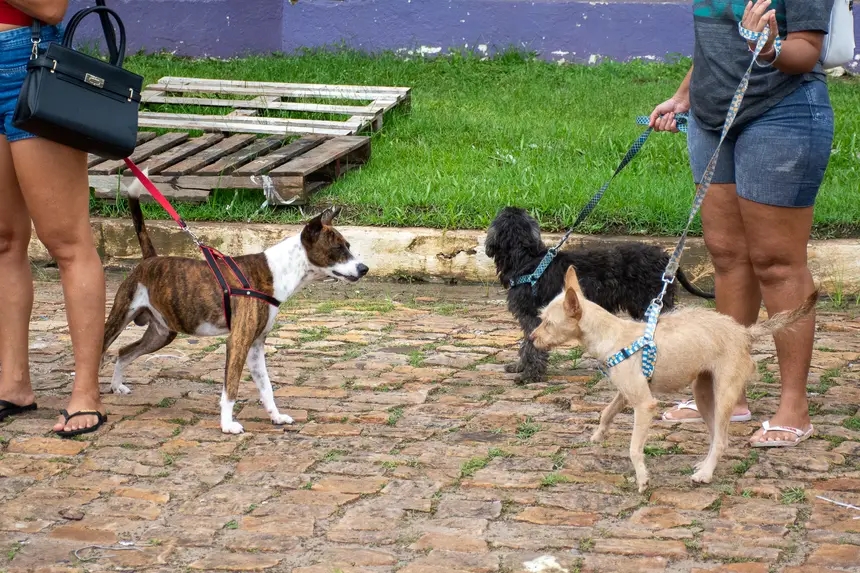  <div class='credito_fotos'>Foto: Karla Reis &nbsp;&nbsp;|&nbsp;&nbsp; <a href='/midias/2026/originais/20260303154822-GF00009327-F00112231.webp' download><i class='fa-solid fa-download'></i> Download</a></div>