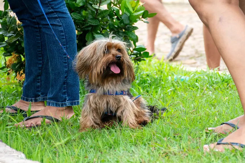  <div class='credito_fotos'>Foto: Karla Reis &nbsp;&nbsp;|&nbsp;&nbsp; <a href='/midias/2026/originais/20260303154825-GF00009327-F00112233.webp' download><i class='fa-solid fa-download'></i> Download</a></div>