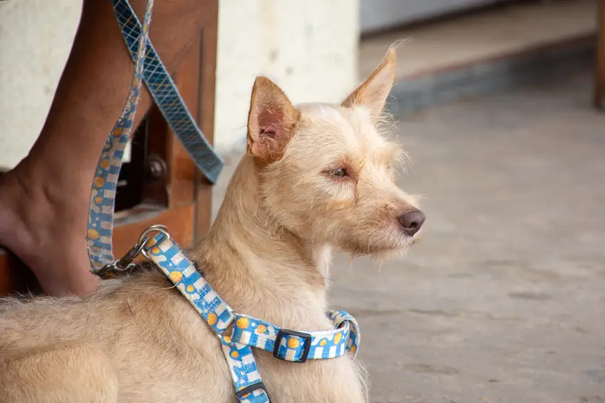  <div class='credito_fotos'>Foto: Karla Reis &nbsp;&nbsp;|&nbsp;&nbsp; <a href='/midias/2026/originais/20260303154851-GF00009327-F00112253.webp' download><i class='fa-solid fa-download'></i> Download</a></div>