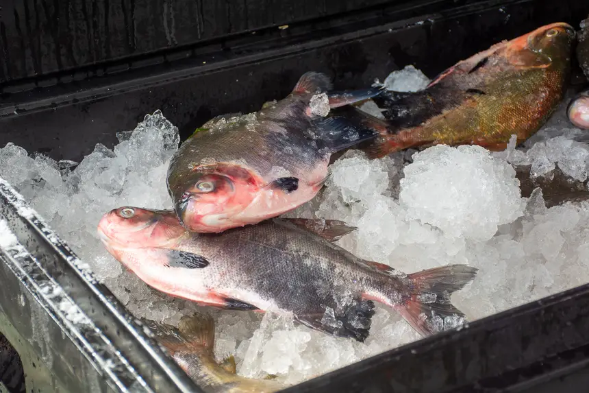  <div class='credito_fotos'>Foto: Karla Reis &nbsp;&nbsp;|&nbsp;&nbsp; <a href='/midias/2026/originais/20260330134738-GF00009361-F00113685.webp' download><i class='fa-solid fa-download'></i> Download</a></div>