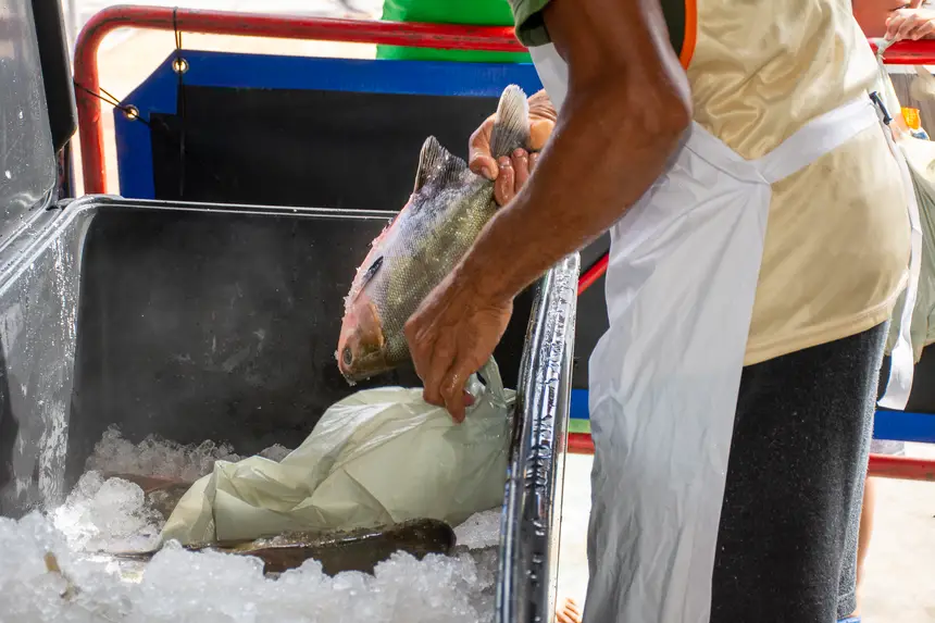  <div class='credito_fotos'>Foto: Karla Reis &nbsp;&nbsp;|&nbsp;&nbsp; <a href='/midias/2026/originais/20260330134741-GF00009361-F00113687.webp' download><i class='fa-solid fa-download'></i> Download</a></div>