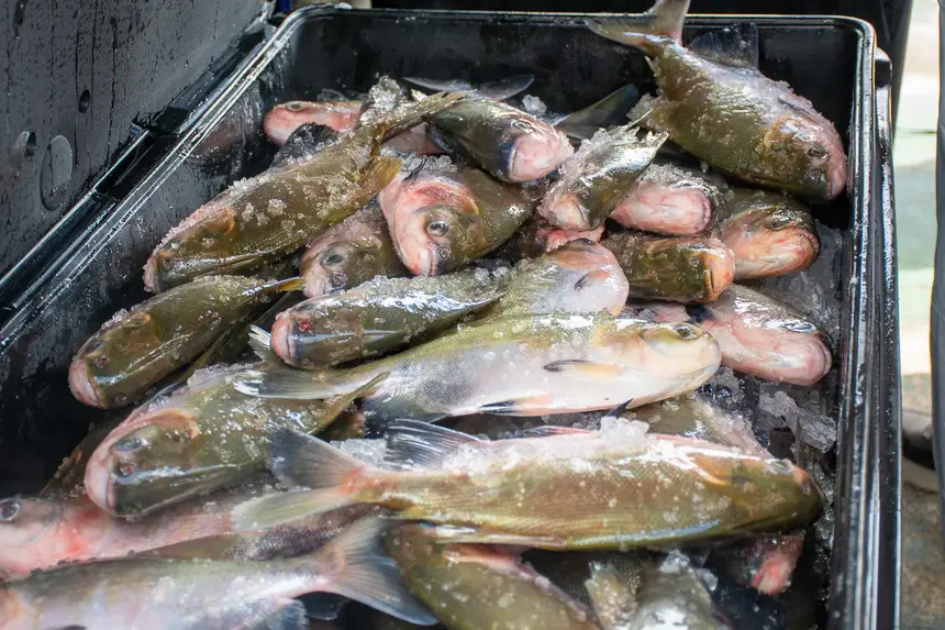  <div class='credito_fotos'>Foto: Karla Reis &nbsp;&nbsp;|&nbsp;&nbsp; <a href='/midias/2026/originais/20260330134742-GF00009361-F00113688.webp' download><i class='fa-solid fa-download'></i> Download</a></div>