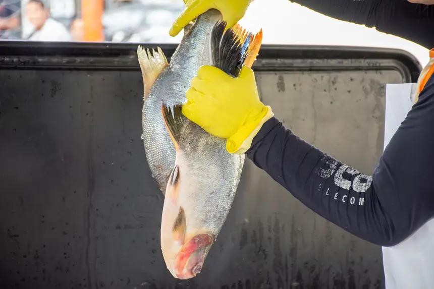  <div class='credito_fotos'>Foto: Karla Reis &nbsp;&nbsp;|&nbsp;&nbsp; <a href='/midias/2026/originais/20260330134835-GF00009361-F00113729.webp' download><i class='fa-solid fa-download'></i> Download</a></div>