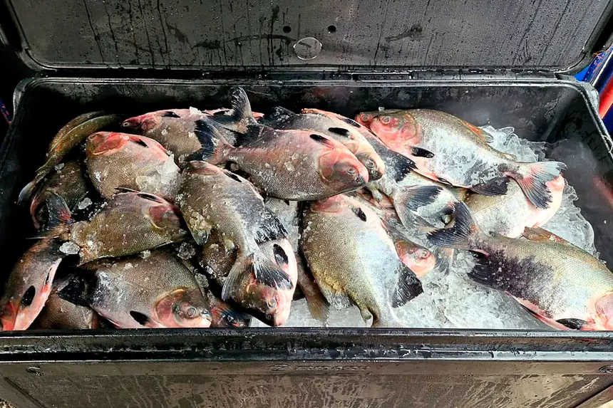  <div class='credito_fotos'>Foto: Márcio Souza &nbsp;&nbsp;|&nbsp;&nbsp; <a href='/midias/2026/originais/20260331123655-GF00009363-F00113863.webp' download><i class='fa-solid fa-download'></i> Download</a></div>