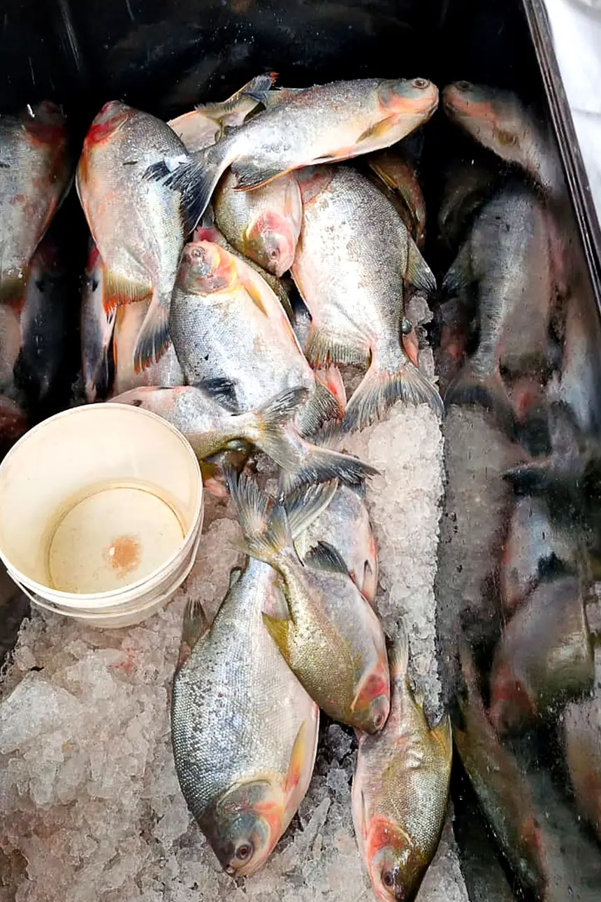  <div class='credito_fotos'>Foto: Márcio Souza &nbsp;&nbsp;|&nbsp;&nbsp; <a href='/midias/2026/originais/20260331123714-GF00009363-F00113875.webp' download><i class='fa-solid fa-download'></i> Download</a></div>