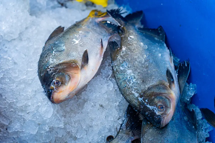  <div class='credito_fotos'>Foto: Heloam Sousa &nbsp;&nbsp;|&nbsp;&nbsp; <a href='/midias/2026/originais/20260401105905-GF00009364-F00113890.webp' download><i class='fa-solid fa-download'></i> Download</a></div>