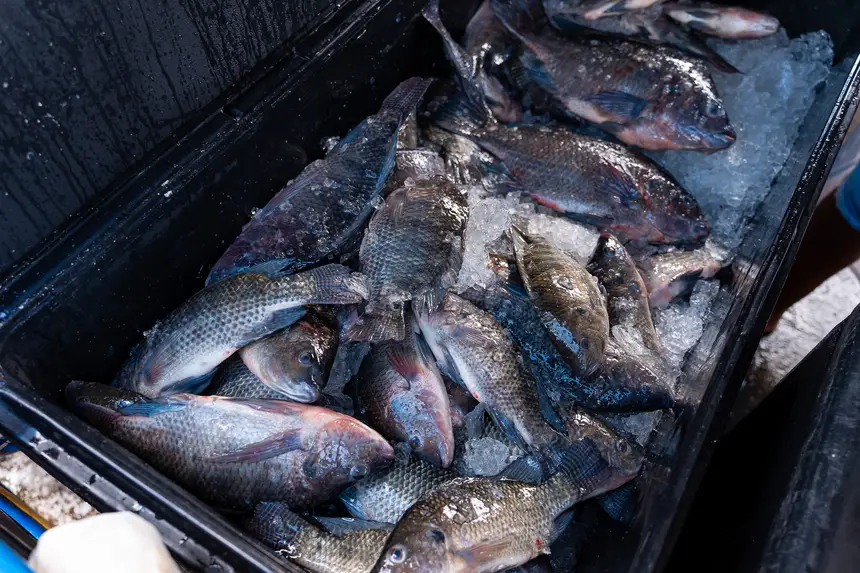  <div class='credito_fotos'>Foto: Heloam Sousa &nbsp;&nbsp;|&nbsp;&nbsp; <a href='/midias/2026/originais/20260401105914-GF00009364-F00113896.webp' download><i class='fa-solid fa-download'></i> Download</a></div>