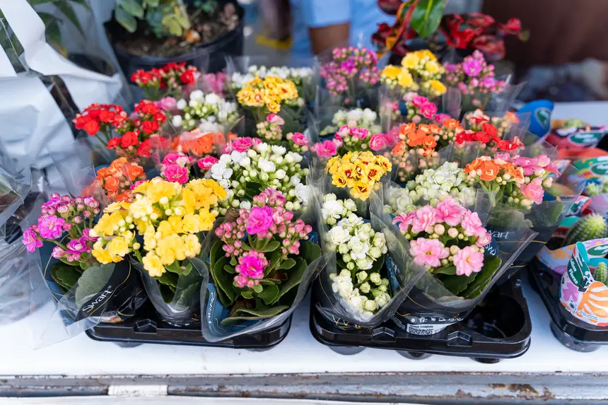  <div class='credito_fotos'>Foto: Heloam Sousa &nbsp;&nbsp;|&nbsp;&nbsp; <a href='/midias/2026/originais/20260401105930-GF00009364-F00113907.webp' download><i class='fa-solid fa-download'></i> Download</a></div>