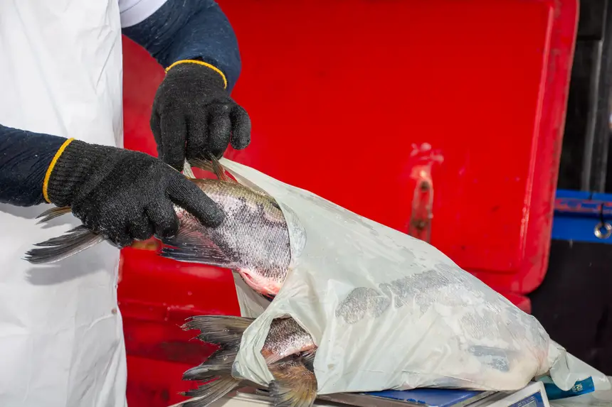  <div class='credito_fotos'>Foto: Karla Reis &nbsp;&nbsp;|&nbsp;&nbsp; <a href='/midias/2026/originais/20260402161955-GF00009368-F00114081.webp' download><i class='fa-solid fa-download'></i> Download</a></div>