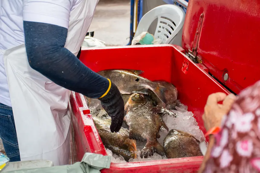  <div class='credito_fotos'>Foto: Karla Reis &nbsp;&nbsp;|&nbsp;&nbsp; <a href='/midias/2026/originais/20260402162003-GF00009368-F00114087.webp' download><i class='fa-solid fa-download'></i> Download</a></div>