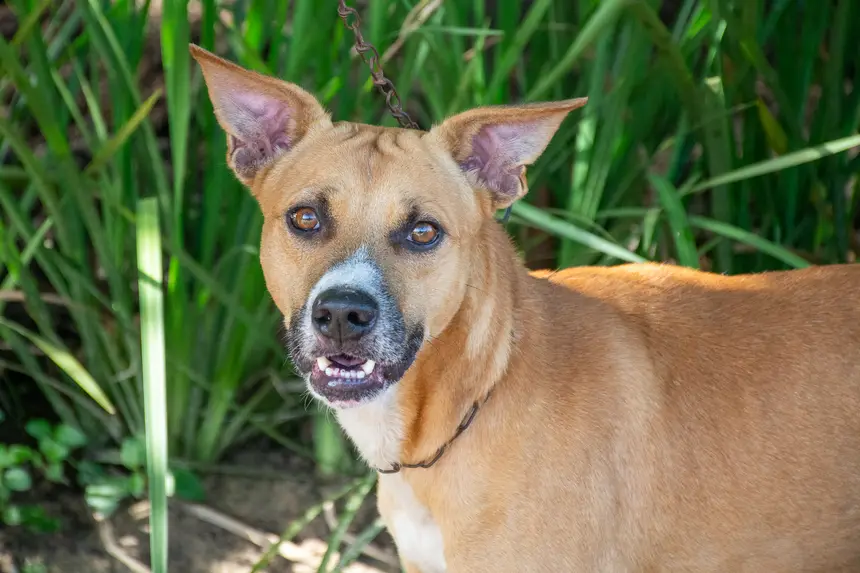  <div class='credito_fotos'>Foto: Karla Reis &nbsp;&nbsp;|&nbsp;&nbsp; <a href='/midias/2026/originais/20260409114300-GF00009369-F00114137.webp' download><i class='fa-solid fa-download'></i> Download</a></div>