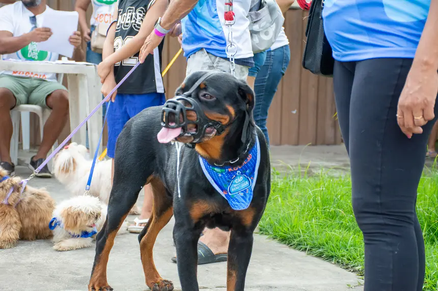  <div class='credito_fotos'>Foto: Karla Reis &nbsp;&nbsp;|&nbsp;&nbsp; <a href='/midias/2026/originais/20260516180332-GF00009407-F00115993.webp' download><i class='fa-solid fa-download'></i> Download</a></div>