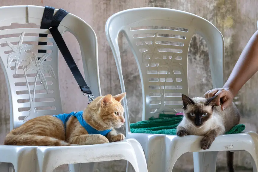  <div class='credito_fotos'>Foto: Karla Reis &nbsp;&nbsp;|&nbsp;&nbsp; <a href='/midias/2026/originais/20260728115647-GF00009486-F00120105.webp' download><i class='fa-solid fa-download'></i> Download</a></div>