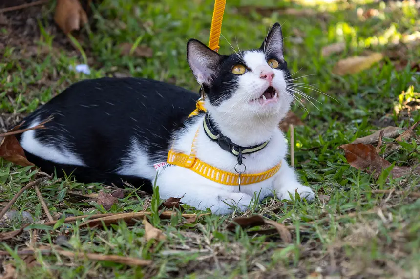  <div class='credito_fotos'>Foto: Karla Reis &nbsp;&nbsp;|&nbsp;&nbsp; <a href='/midias/2026/originais/20261007162612-GF00009547-F00124391.webp' download><i class='fa-solid fa-download'></i> Download</a></div>