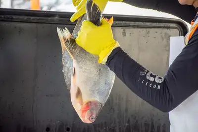 galeria: FEIRA DO PESCADO SANTA MARIA