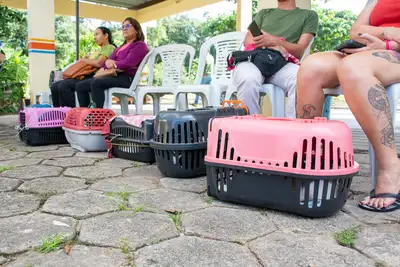galeria: AÇÃO CASTRA MÓVEL - SEMAGRI (GATOS)