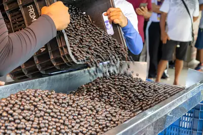 galeria: CAPACITAÇÃO PARA BETEDORES DE AÇAÍ CERTIFICAÇÃO